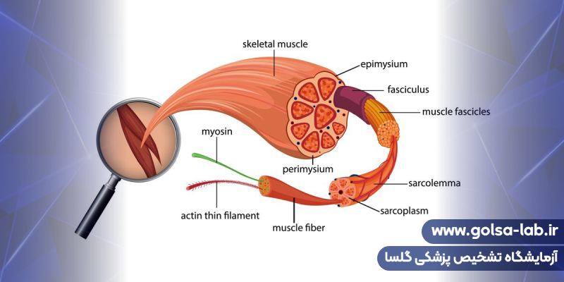 آناتومی عضلات