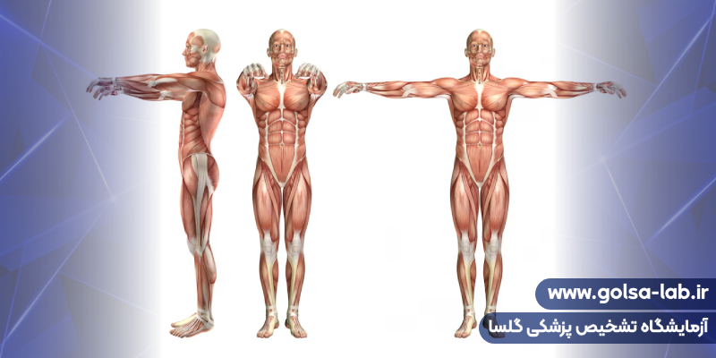 انواع فیزیولوژی